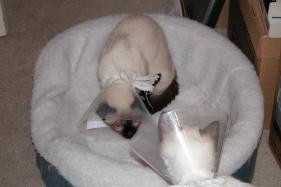 more kittens